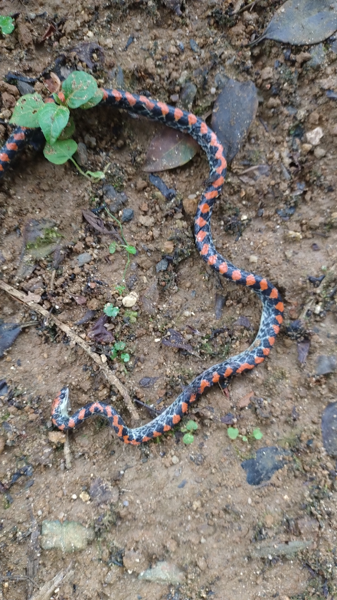 Guanabara Spotted Night Snake photo 5