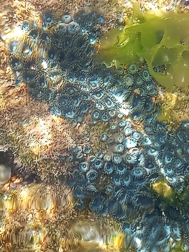 Photo of Pretty zoanthid (Zoanthus pulchellus)