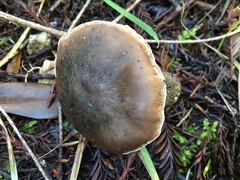 Cortinarius cisqhale