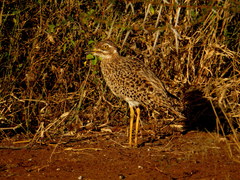 Burhinus capensis capensis