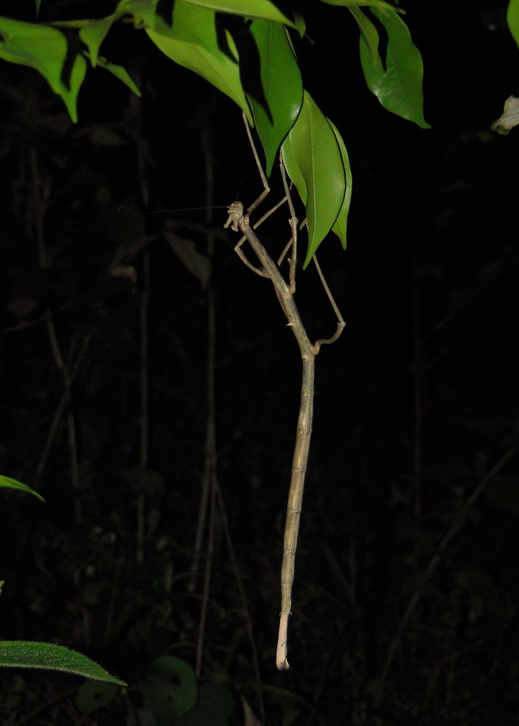 stick insect