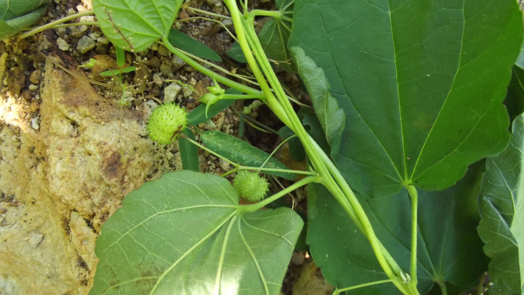 Ayenia glabra