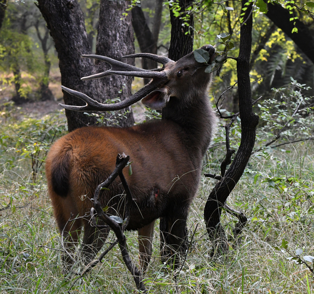 Rusa Deer