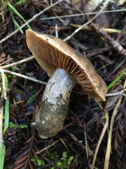 Cortinarius cisqhale