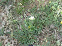 Anthyllis vulneraria