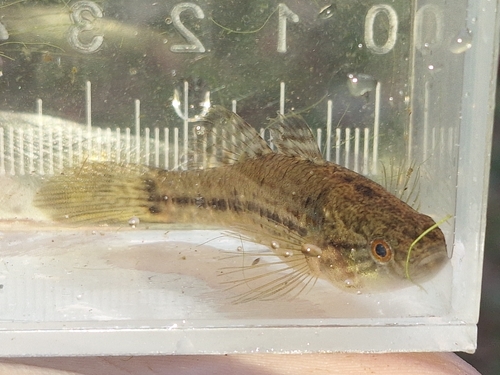 Fat sleeper (Dormitator maculatus) — Eleotridae — 3