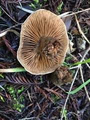 Cortinarius cisqhale