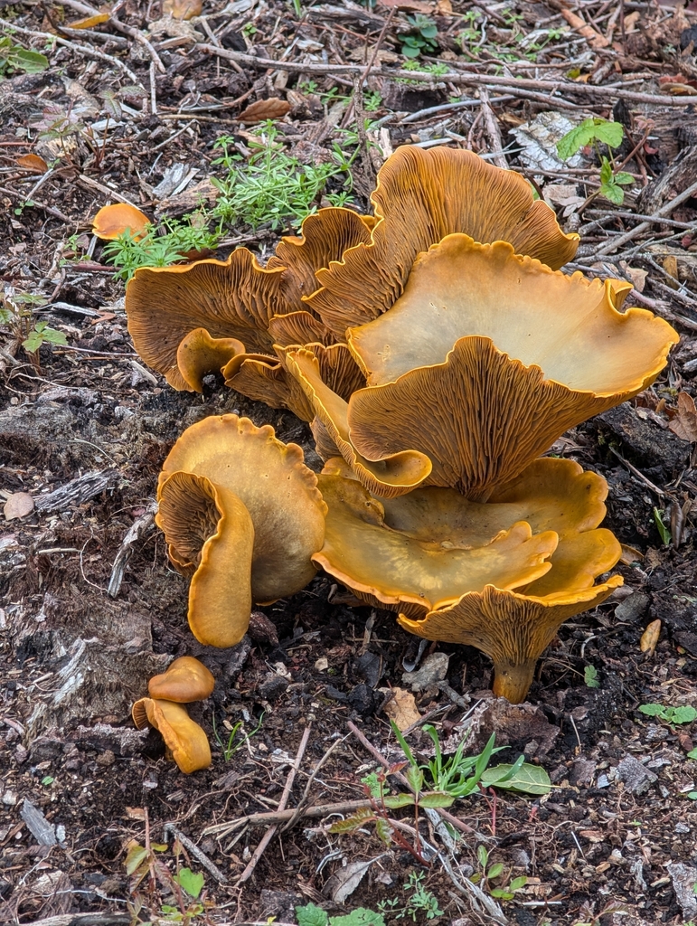 Omphalotus olivascens · January 2026 · photo: © elonicera (iNaturalist, cc0)