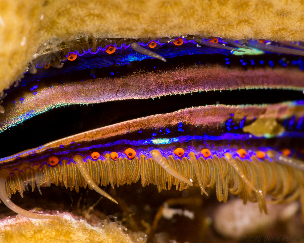 Iridescent Scallops