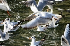 Chroicocephalus ridibundus