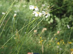 Tanacetum corymbosum