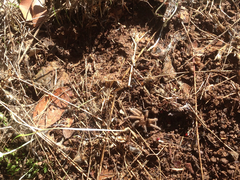 Chaetopelma olivaceum