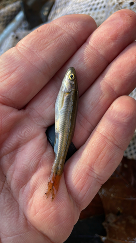 Southern redbelly dace (Chrosomus erythrogaster) — Cyprinidae — 3