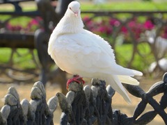 Columba livia domestica