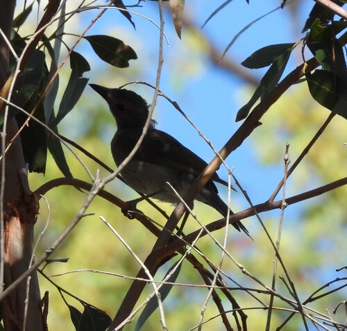 Grey Shrikethrush (Colluricincla harmonica), photo 1