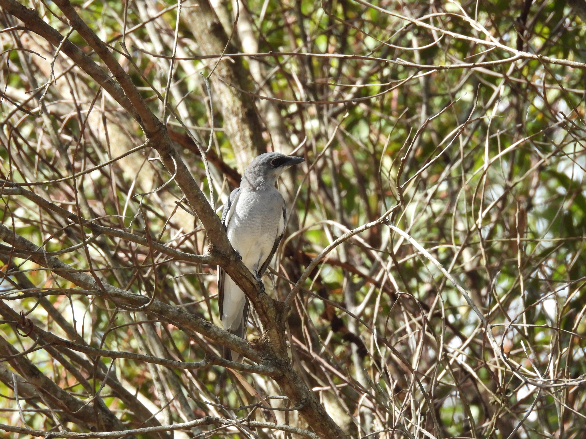 White-bellied Cuckooshrike (Coracina papuensis), photo 2