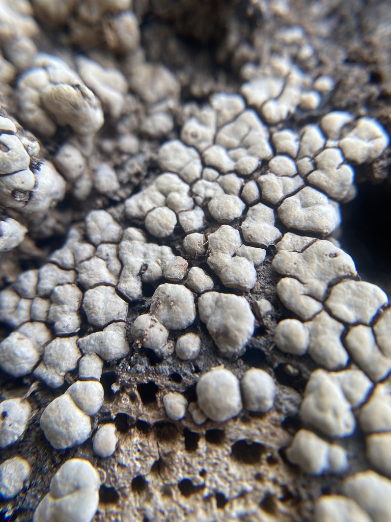 Xylobolus frustulatus · January 2026 · photo: © kirstie3 (iNaturalist, cc0)