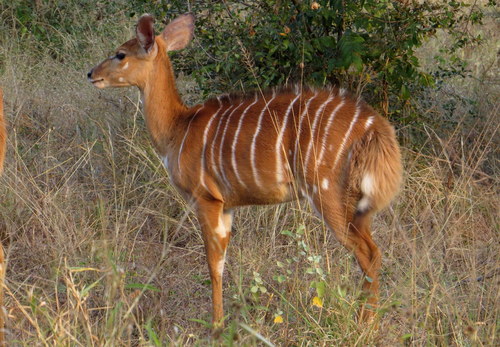 Nyala, photo 7 of 10