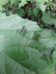 Rainieria