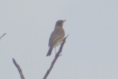 Turdus migratorius propinquus