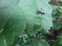 Rainieria