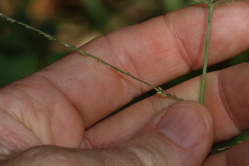 Small-flowered Finger Grass (Digitaria parviflora)