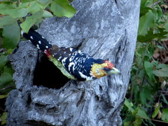 Trachyphonus vaillantii vaillantii