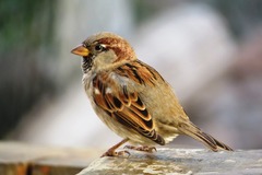 Passer domesticus