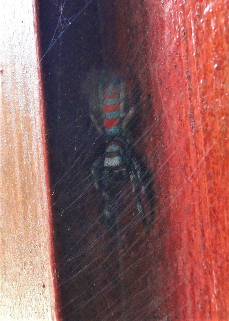 jumping spiders