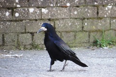 Corvus frugilegus