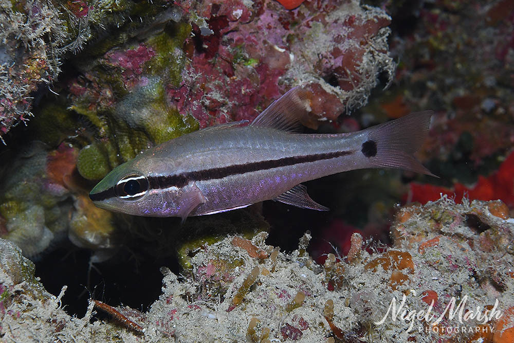 Bridled cardinalfish (Pristiapogon fraenatus) — Apogonidae