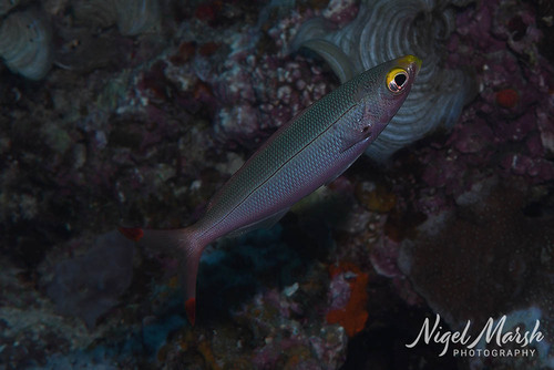 Banana fusilier (Pterocaesio pisang) — Caesionidae