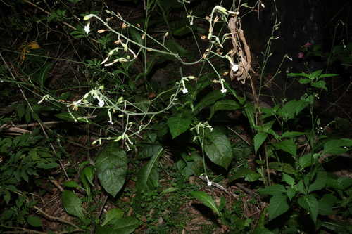 Debney's tobacco (Nicotiana forsteri)
