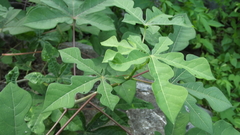 Manihot chlorosticta