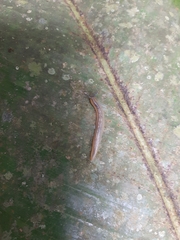Vaginulus taunaisii