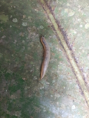 Vaginulus taunaisii