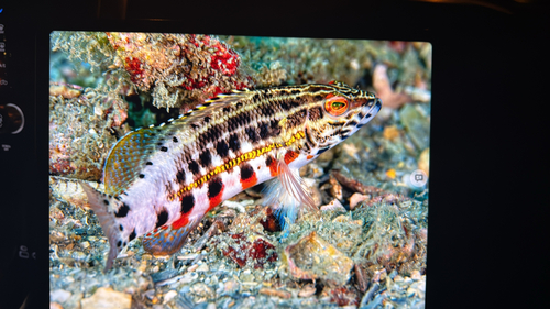 Baldwin's serranid (Serranus baldwini) — Serranidae