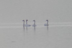 Cygnus columbianus columbianus