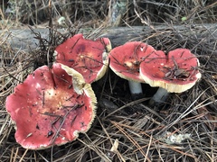 Russula californiensis