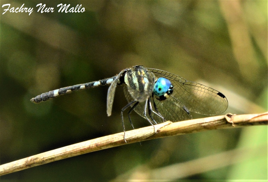 Tetrathemis leptoptera (Tetrathemis leptoptera)