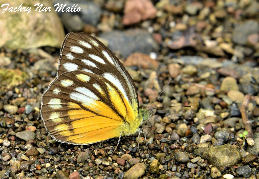 Cepora timnatha (Cepora timnatha)