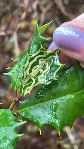 Unknown species found near Tuckertown Pk Dr, Wakefield, RI, US