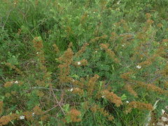 Spiraea hypericifolia obovata