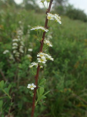 Spiraea hypericifolia obovata