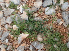 Euphorbia duvalii