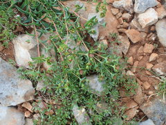 Euphorbia duvalii