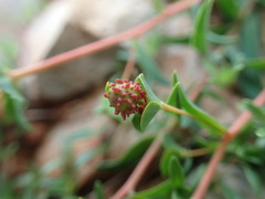 Euphorbia duvalii