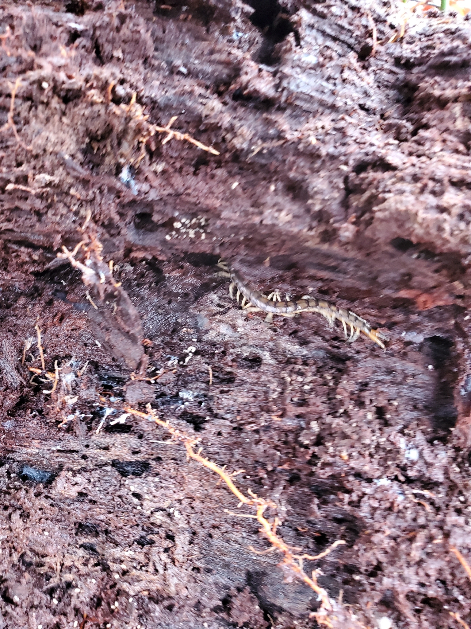 Hemiscolopendra marginata Say, 1821
