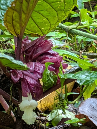 Drymonia turrialvae, photograph 4