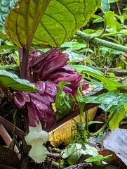 Drymonia turrialvae, photograph author not stated, no rights reserved